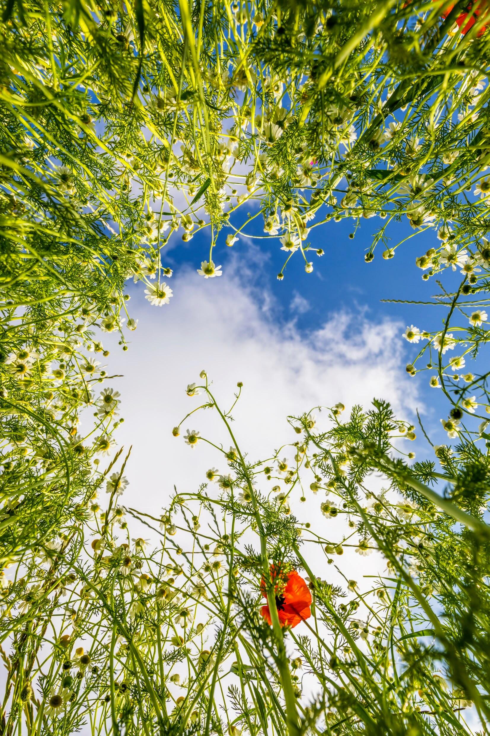 <span class="ezstring-field">kl_chamomile_active-ingredient_field_plant_2019 -14-</span>